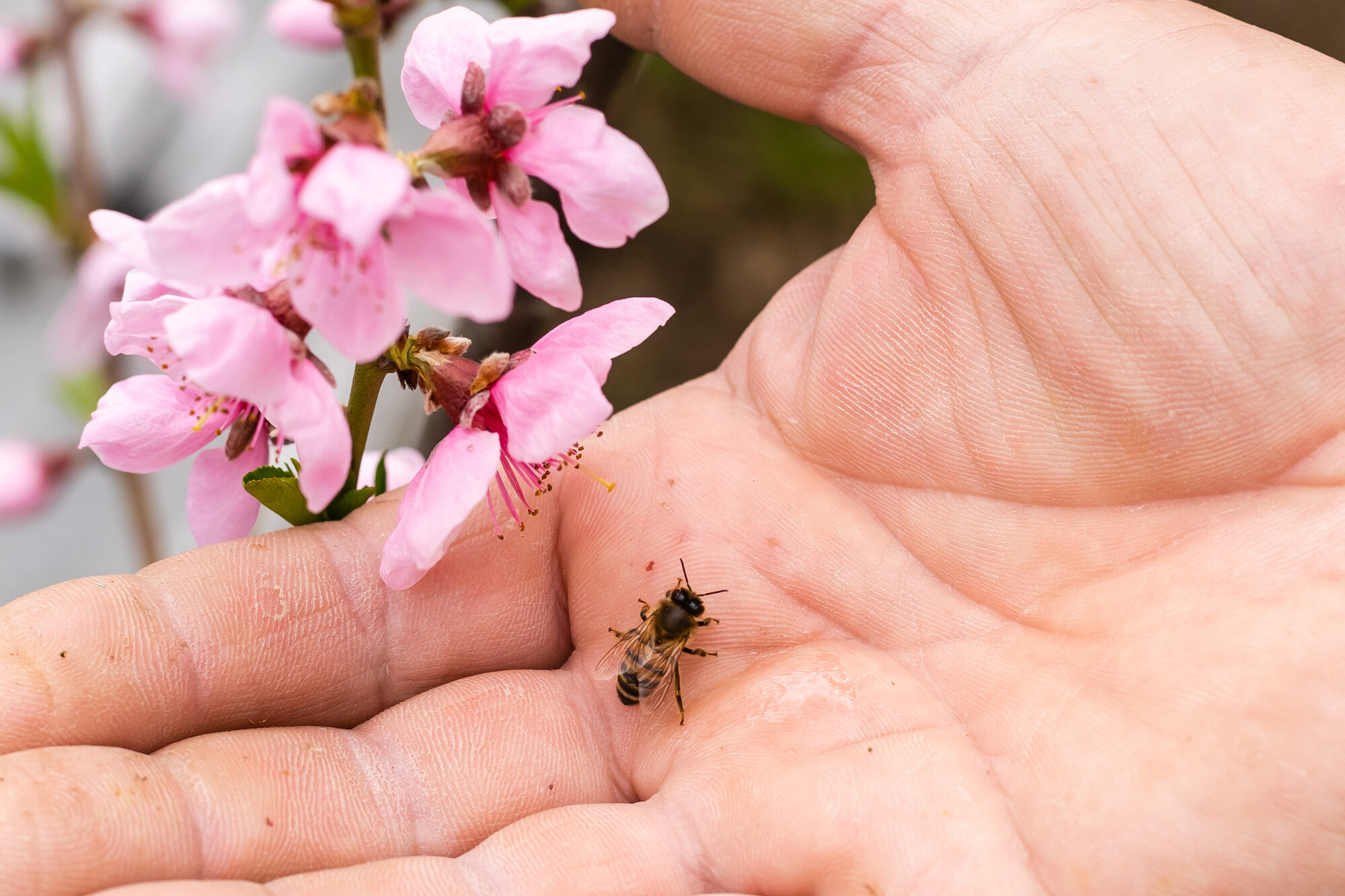 5 Tipps bei Bienenstichen